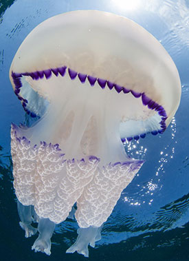 Укус медузы – симптомы, первая помощь и лечение ожога от медузы Укус медузы – симптомы, первая помощь и лечение ожога от медузы