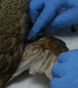 Как лечить попугая от ожога