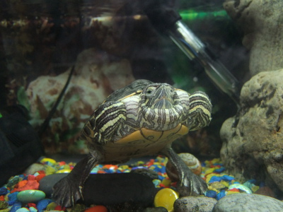 Как лечит пневмонию у черепах сухопутных