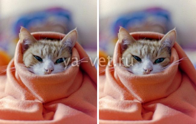 Переохлождение котенка, что делать, читайте в статье заболевания котят