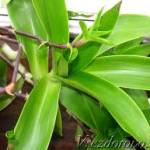 Золотой ус Отит, воспаление уха